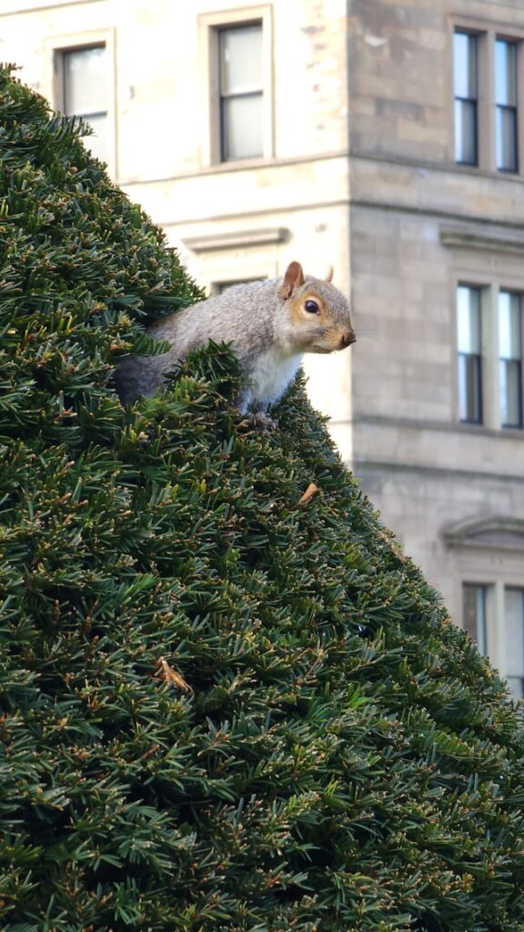 A squirrel popping out of a shrub in front of a commercial stone building