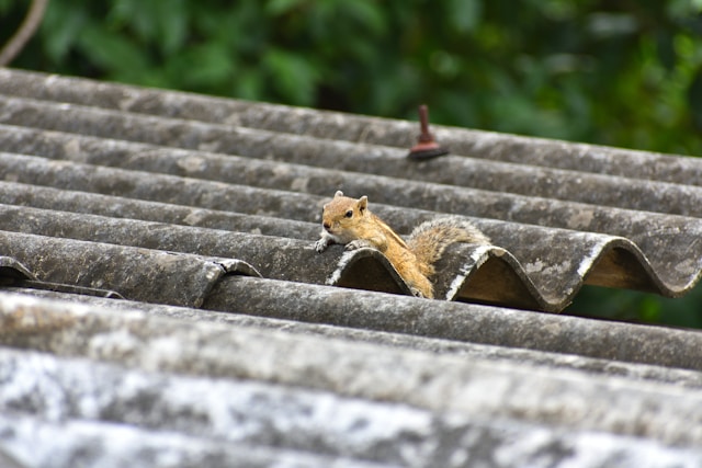 A squirrel on a metal rooftop