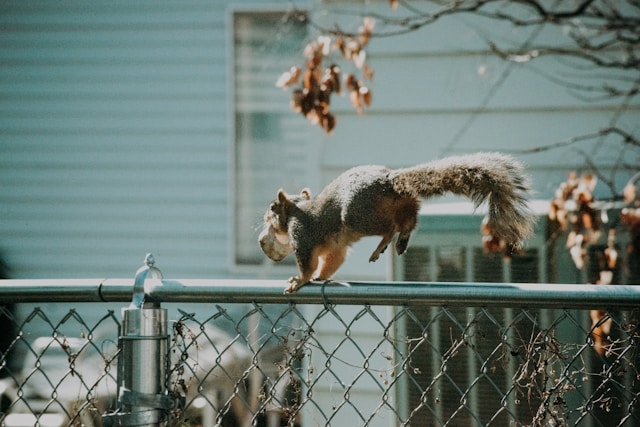 A squirrel dashing atop a chain link fence, with something in its mouth