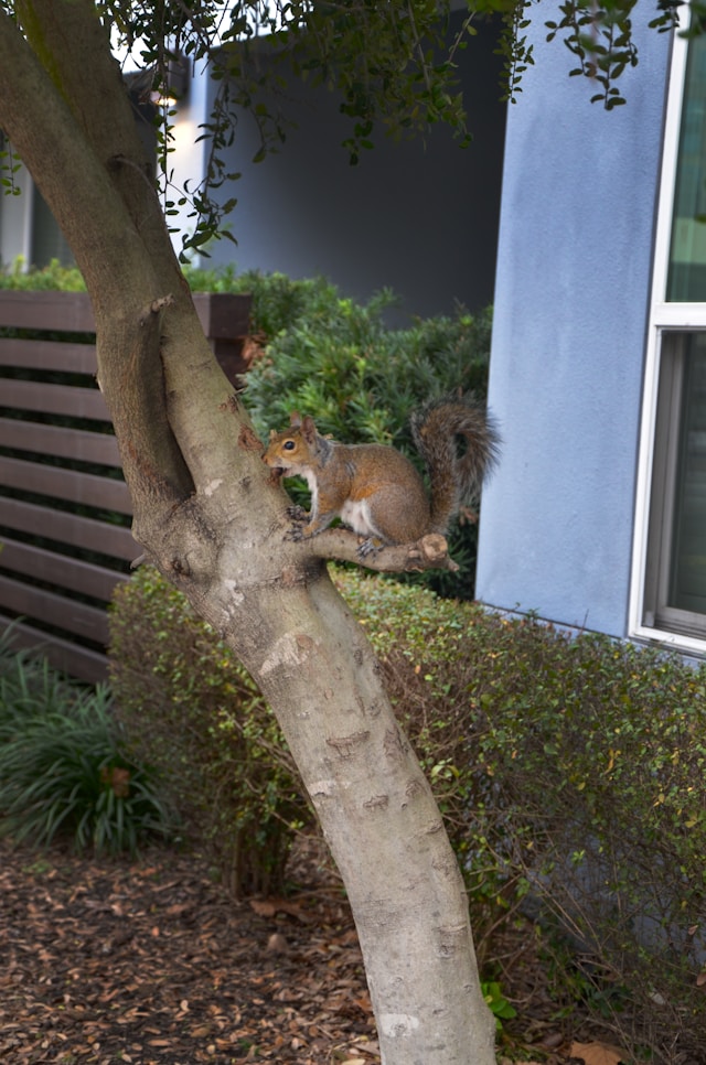 A squirrel on a short branch near a house window